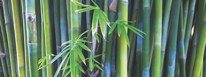 Bamboo Plantations