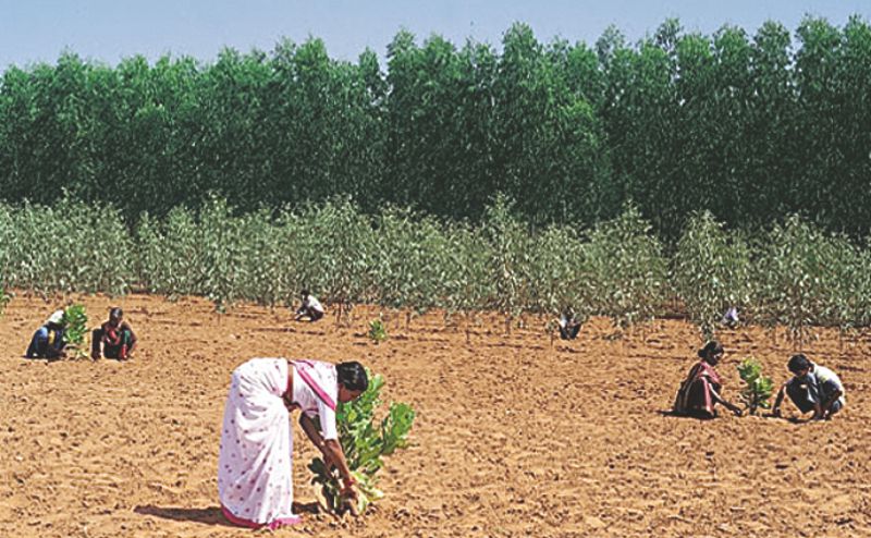 Rescue Social Forestry Planters