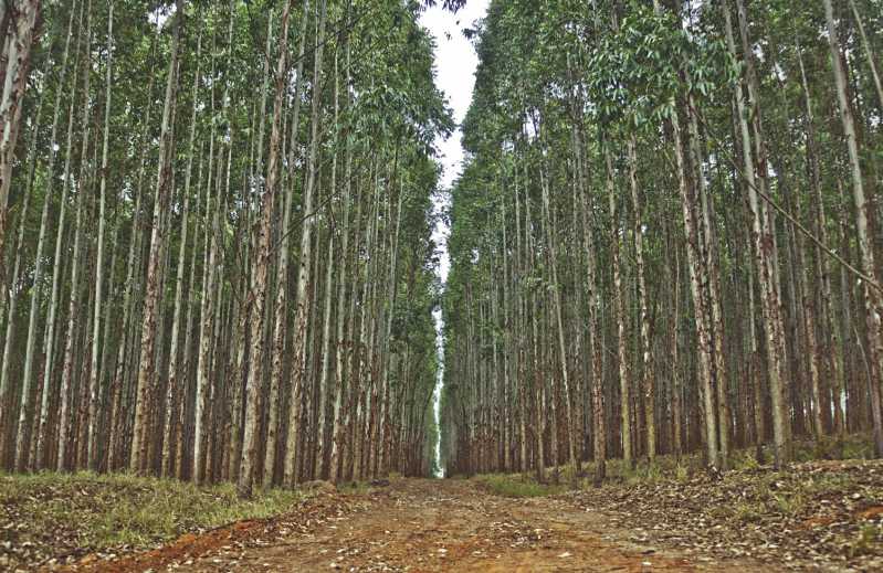 Eucalyptus Ban