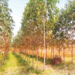 Eucalyptus Planting