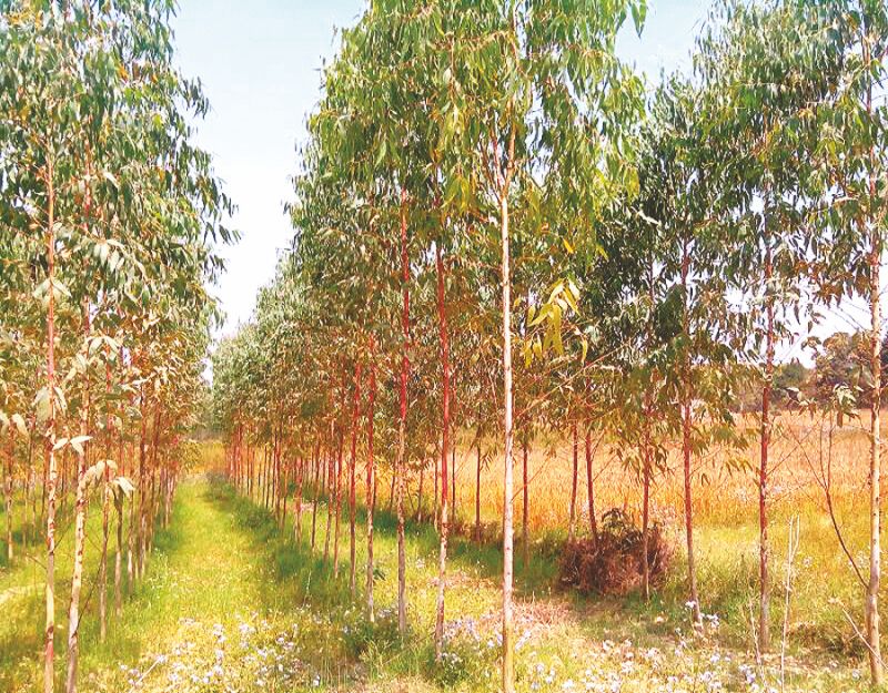 Eucalyptus Planting