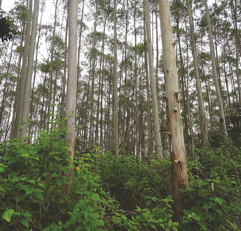 Forest Plantation in Myanmar