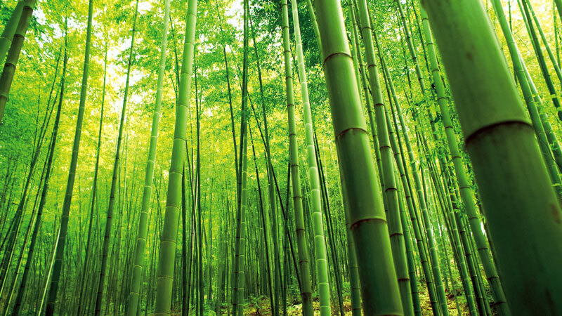 bamboo