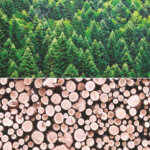Global Wood Production