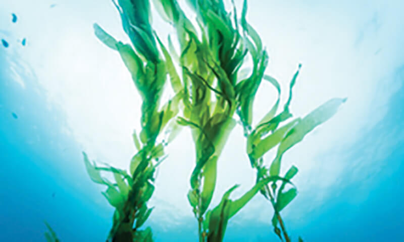 14 DS Smith to Explore Use of Seaweed as Alternative Fiber Source for Paper and Packaging