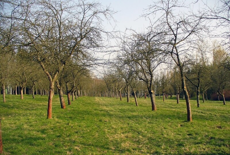 Agroforestry